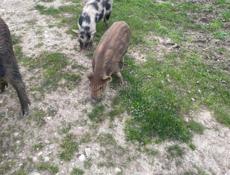 Продаю парасят