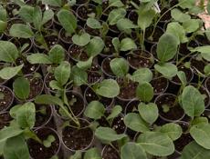 Рассада цветной капусты 