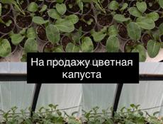 Рассада цветной капусты 