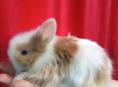 В продаже кролики и хомяки