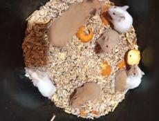 В продаже кролики и хомяки