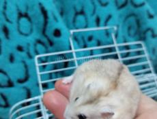 В продаже кролики и хомяки