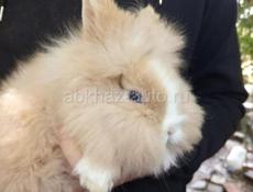 В продаже кролики и хомяки