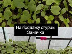 Огурцы заначка 