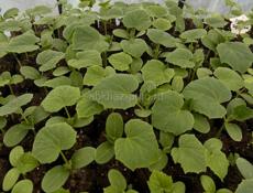 Огурцы заначка 