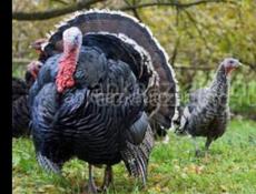 Индюк белый