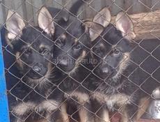 Немецкая овчарка