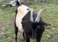 Продам коз 