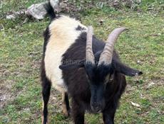 Продам коз 