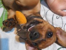 Щенки таксы