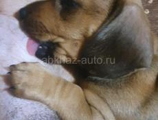 Щенки таксы