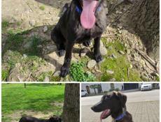 Овчарка восточно-европейская