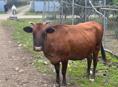 Продается корова