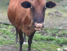 Продается корова