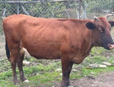 Продается корова