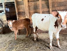 Продаются телята 