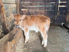 Продаются телята 