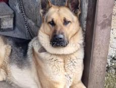 Щенки Немецкой Овчарки