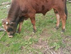 Продаётся бычок