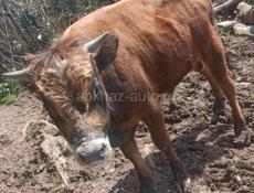 Продаётся бычок