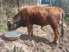 Продаётся бычок