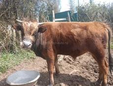 Продаётся бычок