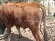 Продаётся бычок