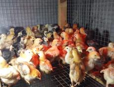 Продаю цыплят 