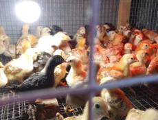 Продаю цыплят 