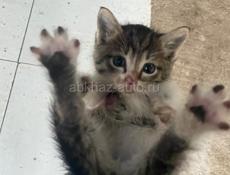 а там добрые руки кошка маинкун