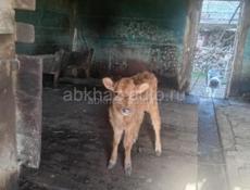 Продаю Тёлочку 3месяца +7940 774 63 60