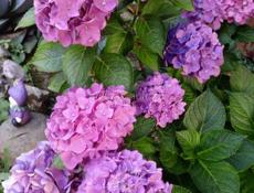 Гортензия