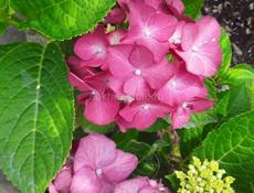 Гортензия