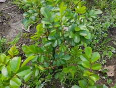 Роза плетистая