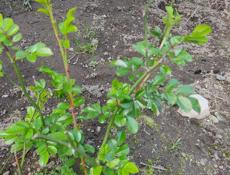 Роза плетистая