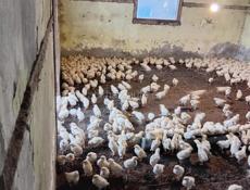 Доставка от 100шт по очамчырскому району Продаются цыплята до понедельника 200р после 250р 