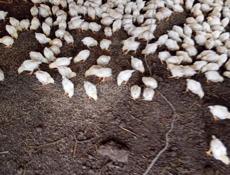 Доставка от 100шт по очамчырскому району Продаются цыплята до понедельника 200р после 250р 