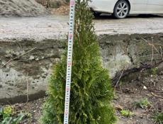 Продаются Туи Смарагд