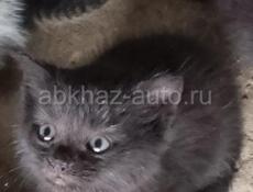 Адам за 350 Р