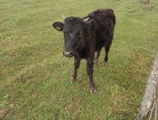 Продаю  телёнка 