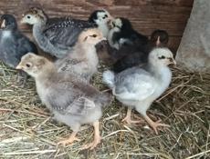 Цыплята 2 недели