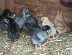 Цыплята 2 недели