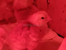 Породистые цыплята 