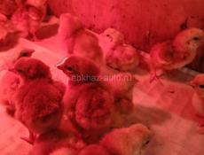 Породистые цыплята 