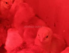 Породистые цыплята 