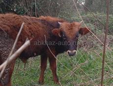 Бычок 10 месяца 30 т без торга