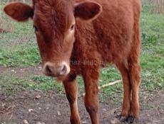 Продаю телку 10 месяцев 30 т