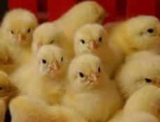 ПРОДАЮ ЦЫПЛЯТ ДЕШЕВО