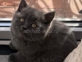 Британские котята!!! 