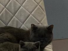 Британские котята!!!